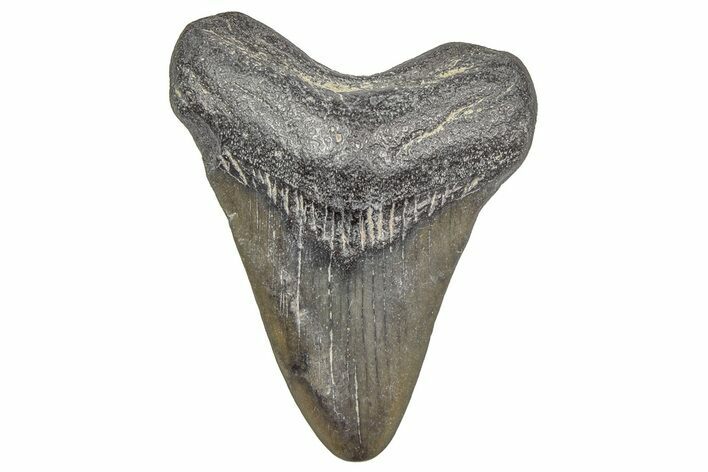 Juvenile Megalodon Tooth - South Carolina #195967